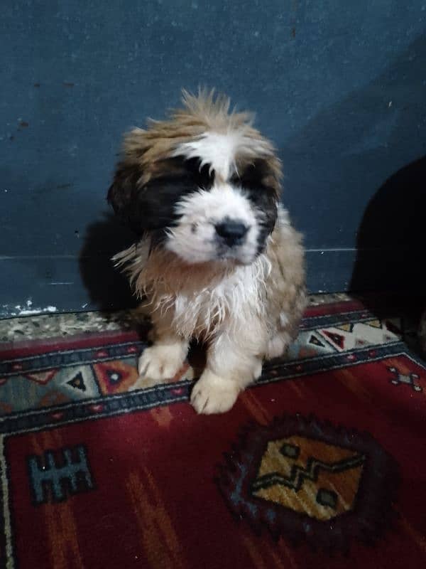 Saint Bernard puppies 3