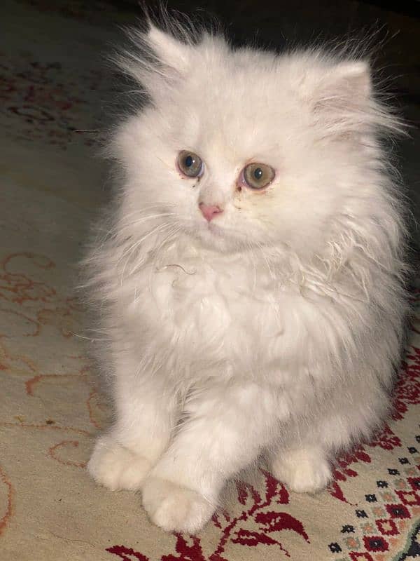 Persian Punch face triple coat cat Kitten 7