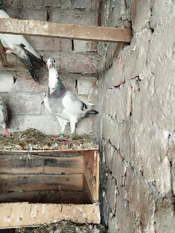 pigeons for sale 0