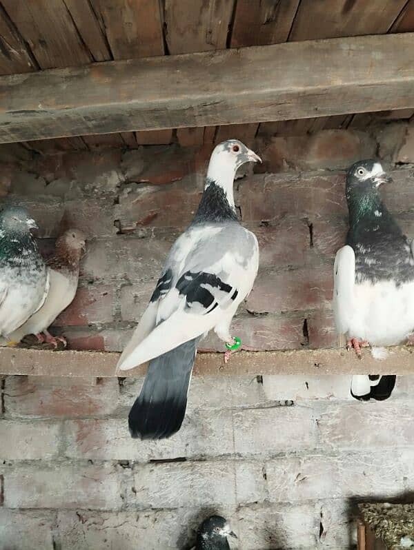 pigeons for sale 1