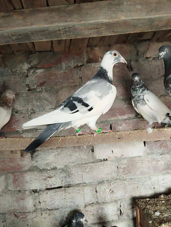 pigeons for sale 2