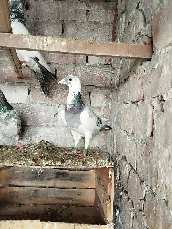 pigeons for sale 3