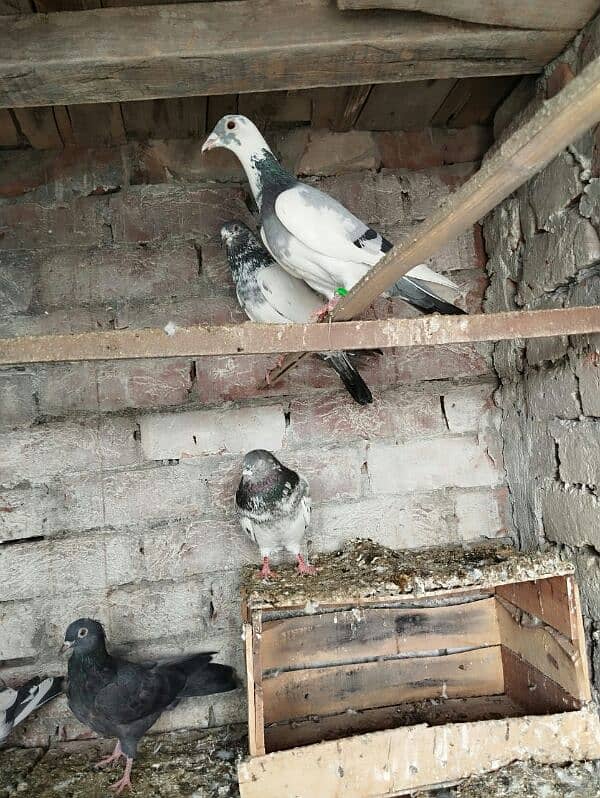 pigeons for sale 4