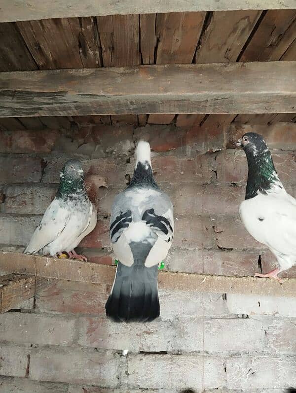 pigeons for sale 5