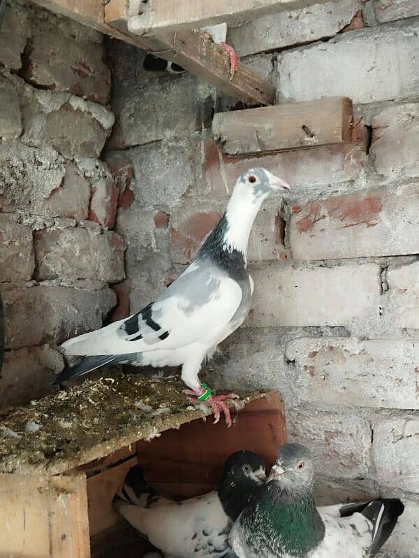 pigeons for sale 6