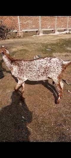 gabhan goats, bakri, bkri, milking beethal goats