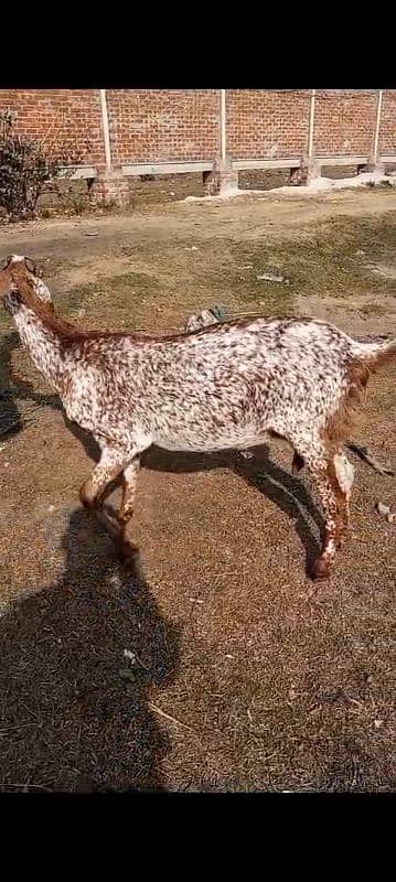 gabhan goats, bakri, bkri, milking beethal goats 0