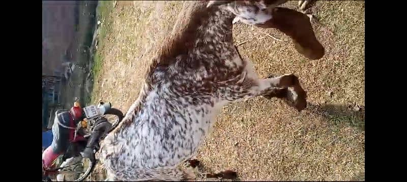 gabhan goats, bakri, bkri, milking beethal goats 1