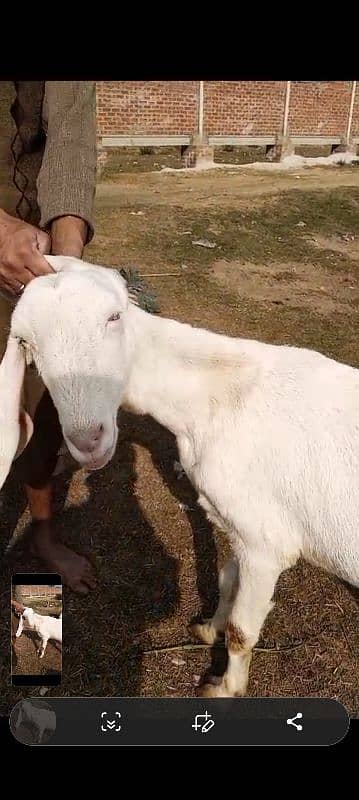 gabhan goats, bakri, bkri, milking beethal goats 2