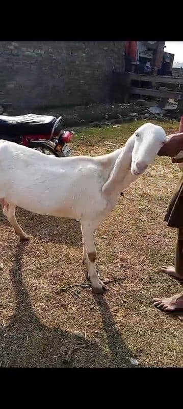 gabhan goats, bakri, bkri, milking beethal goats 3