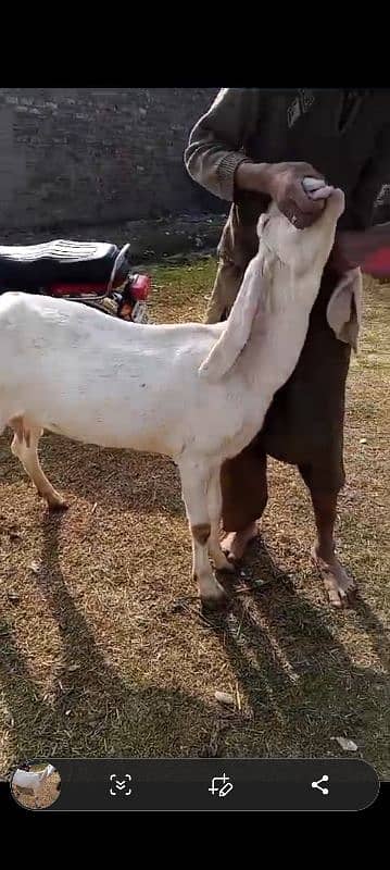 gabhan goats, bakri, bkri, milking beethal goats 4