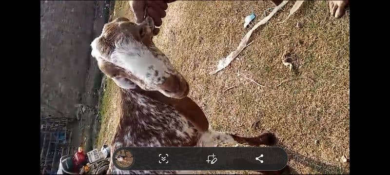 gabhan goats, bakri, bkri, milking beethal goats 5