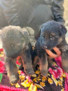 german shephard puppy