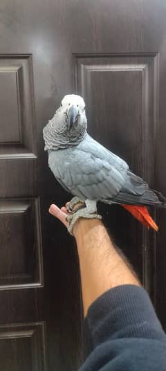 African Grey / Grey Parrot / Grey Female / Tame / Parrot