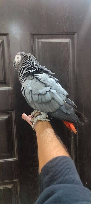 African Grey / Grey Parrot / Grey Female / Tame / Parrot 1