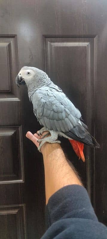 African Grey / Grey Parrot / Grey Female / Tame / Parrot 2