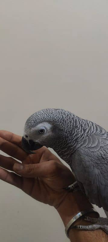 African Grey / Grey Parrot / Grey Female / Tame / Parrot 3