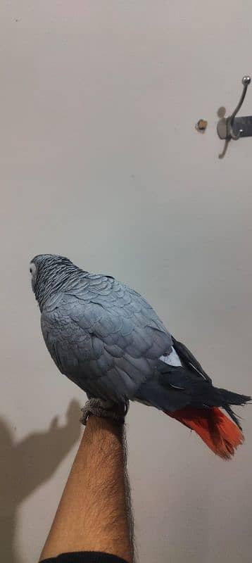 African Grey / Grey Parrot / Grey Female / Tame / Parrot 4