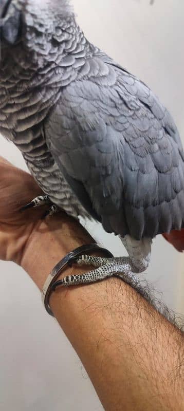 African Grey / Grey Parrot / Grey Female / Tame / Parrot 5