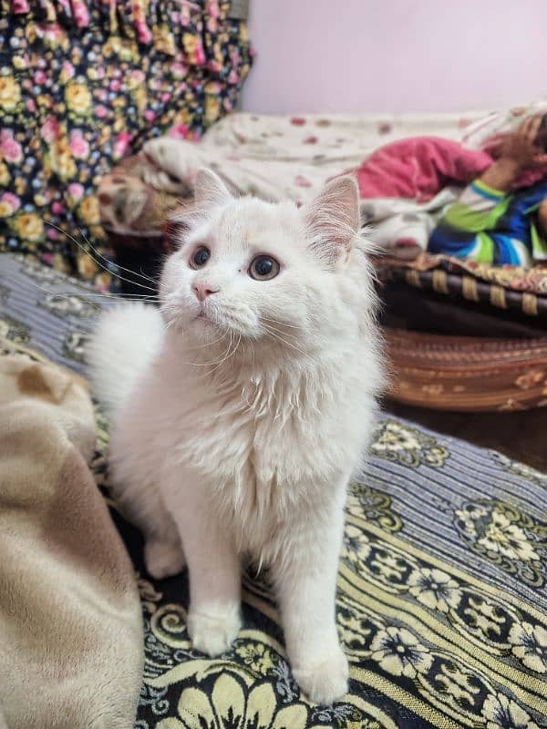 Persian kittens white and light brown 0