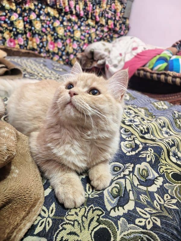 Persian kittens white and light brown 2