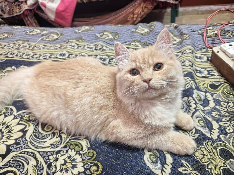 Persian kittens white and light brown 3