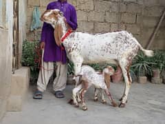 pure makka chini bakri with 2 male kids