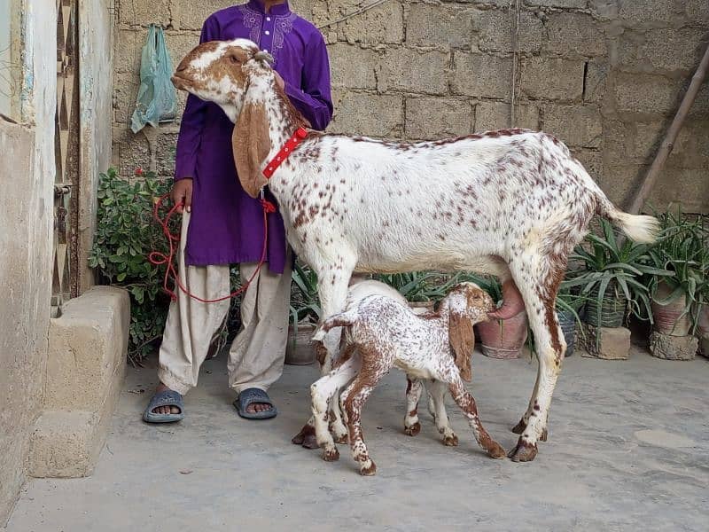 pure makka chini bakri with 2 male kids 0