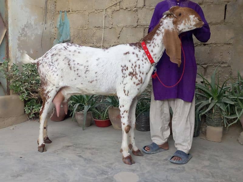 pure makka chini bakri with 2 male kids 1