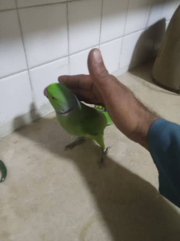 ring male parrot and time friendly 0