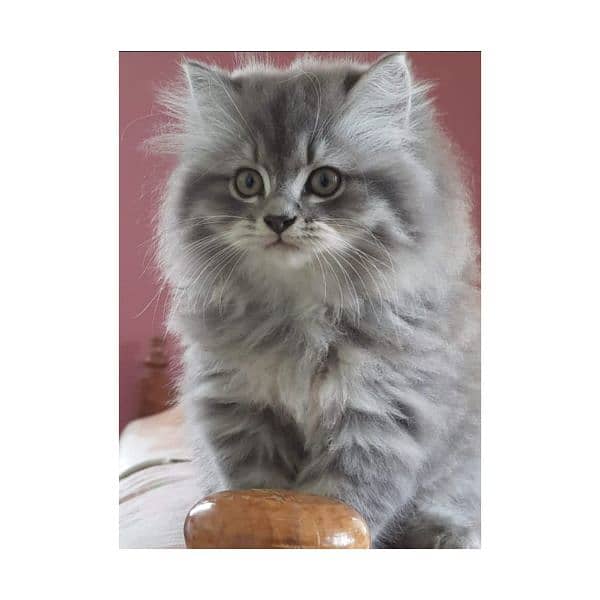 Persian hamalian british punch face piki face cat's and kitten's 15