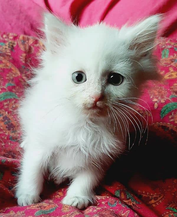 pure white triple coated persian kittens 0