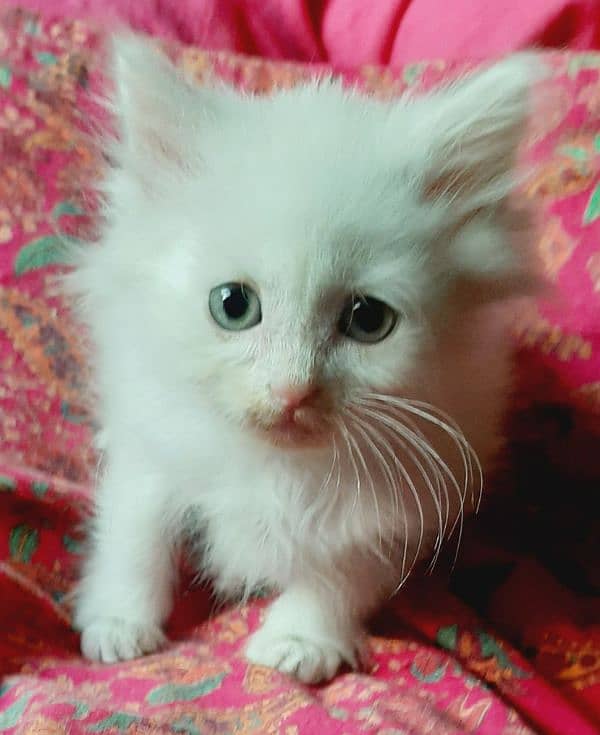 pure white triple coated persian kittens 1