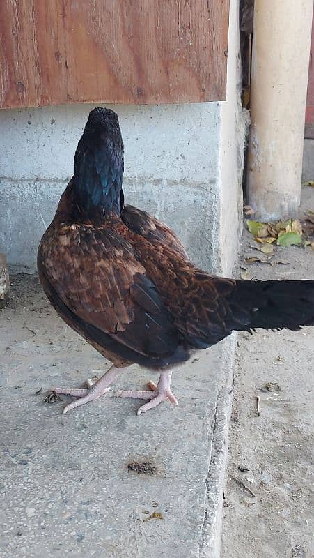 Pure Amroha Breed 1