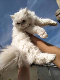 beautiful pure persian cat semi punch face