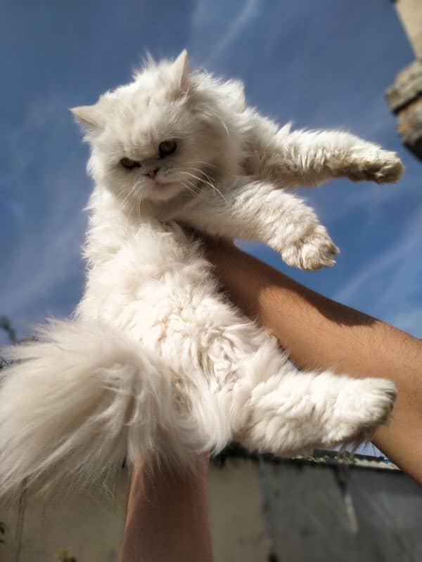 beautiful pure persian cat semi punch face 0