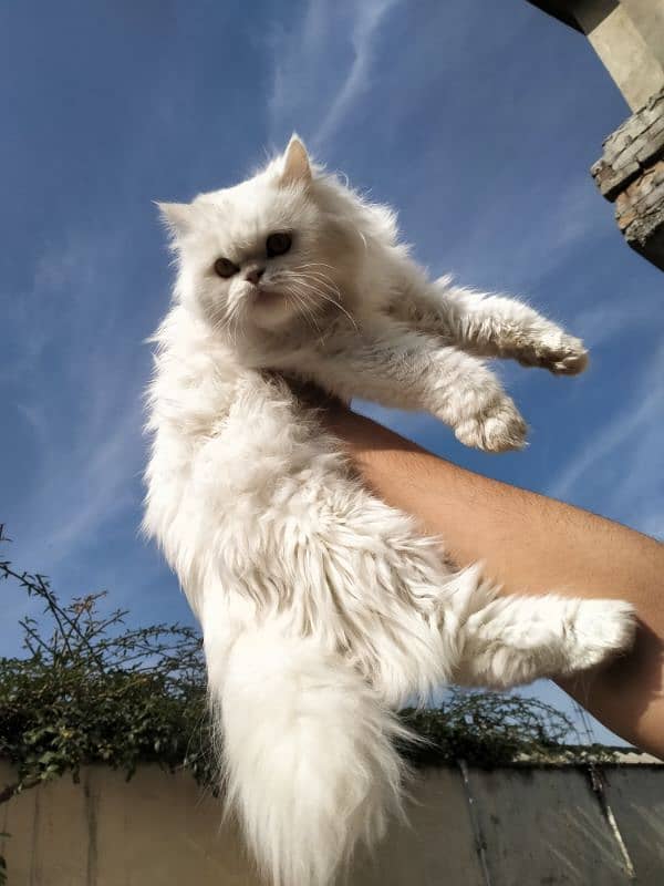 beautiful pure persian cat semi punch face 2