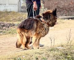 German Shepherd Triple Coat