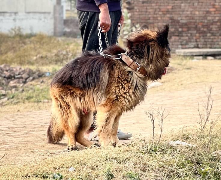 German Shepherd Triple Coat 0