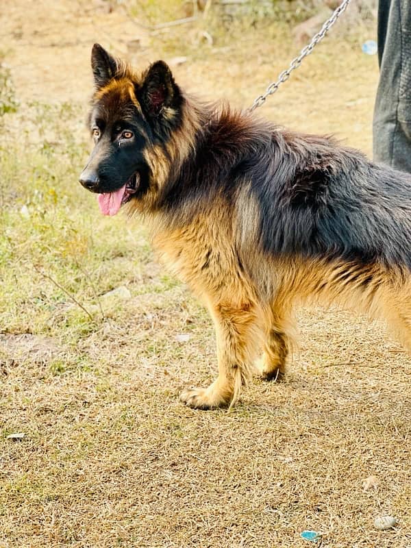 German Shepherd Triple Coat 1