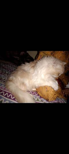 pure persian breeder females available