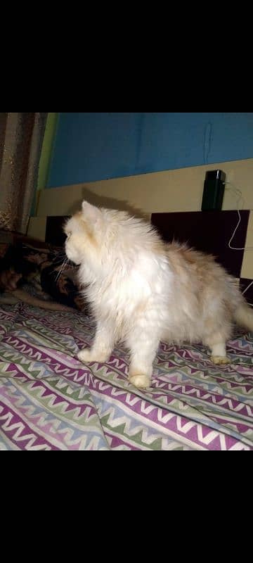 pure persian breeder females available 1