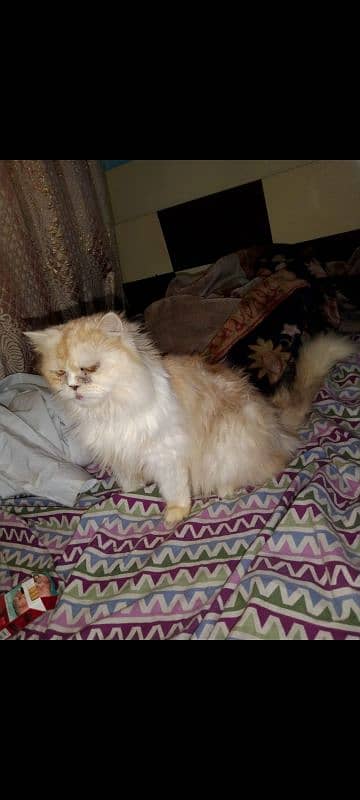 pure persian breeder females available 2