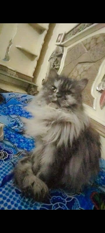 pure persian breeder females available 4