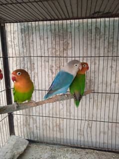 Green, Blue & White Lovebirds Available