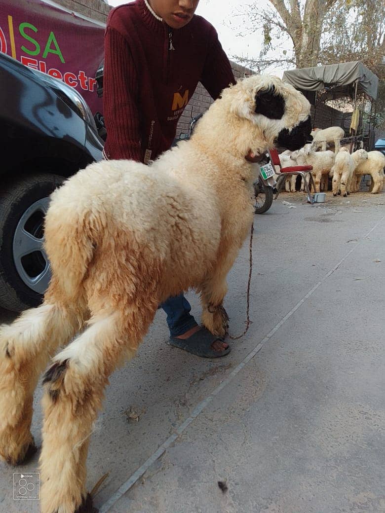 kajla /chatra / bakra | mundra | Breader | بکرا | male Sheep /goat 0