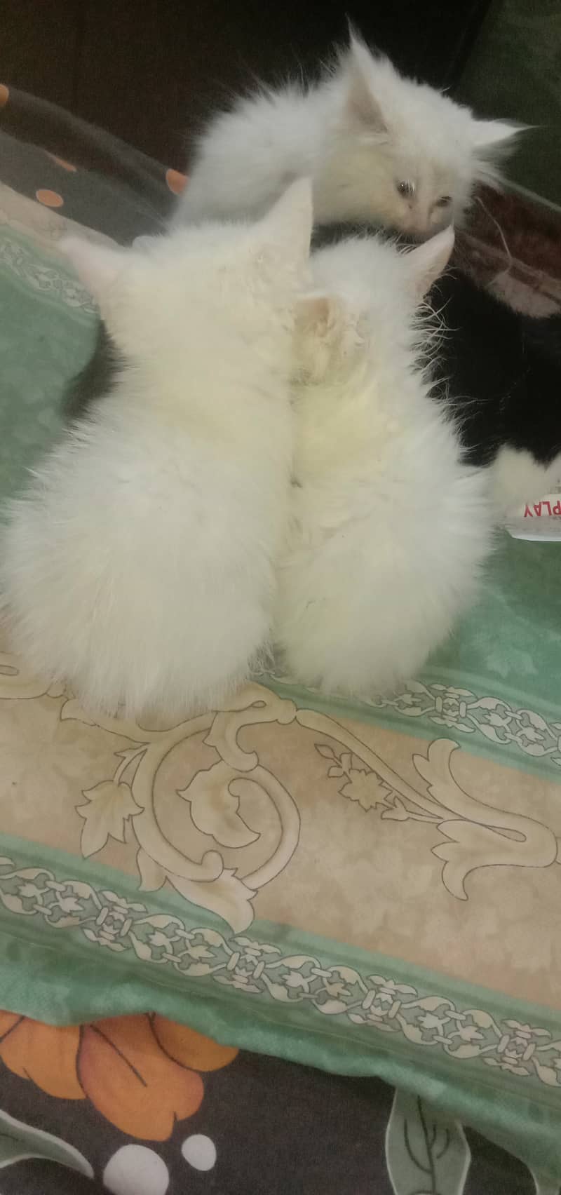 Persian kittens 3