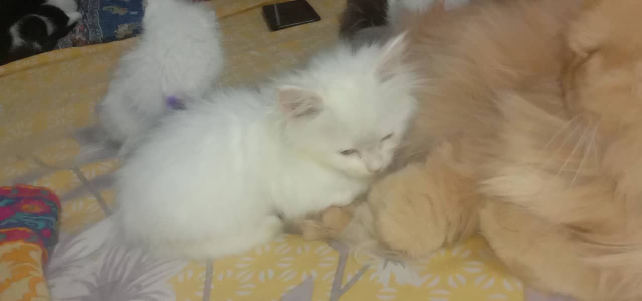 Persian kittens 4