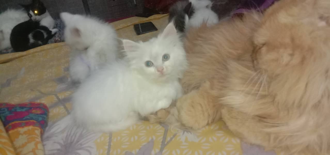 Persian kittens 5