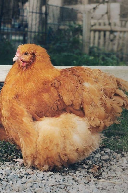 Healthy Hens for Sale – Best Quality! 1